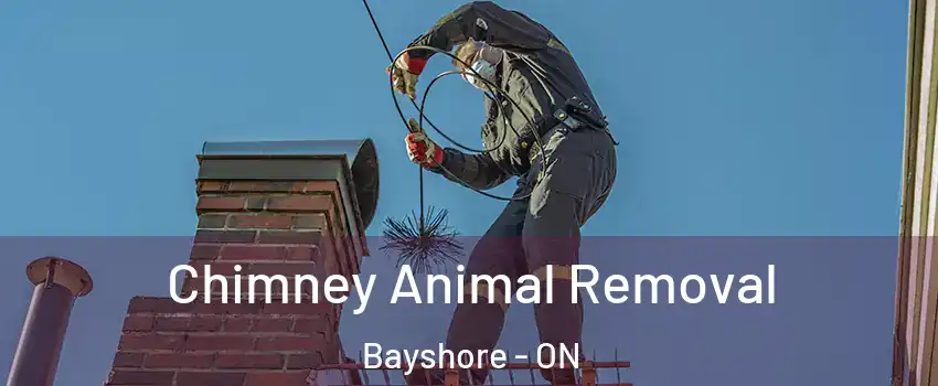  Chimney Animal Removal Bayshore - ON