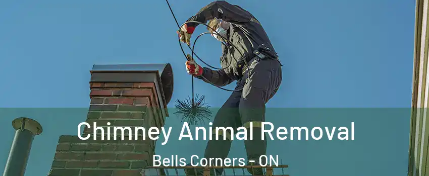 Chimney Animal Removal Bells Corners - ON