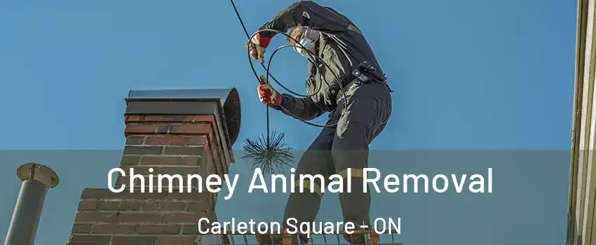  Chimney Animal Removal Carleton Square - ON