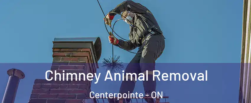  Chimney Animal Removal Centerpointe - ON