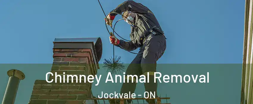  Chimney Animal Removal Jockvale - ON